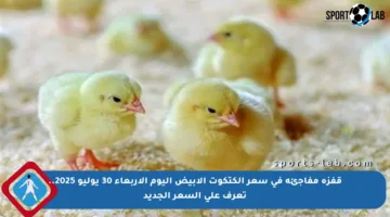 قفزة مفاجئة في سعر الكتكوت الأبيض اليوم الأربعاء 30 يوليو 2025.. تعرف على السعر الجديد